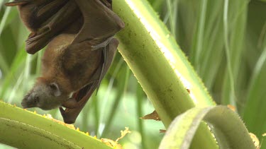 Two flying foxes hanging and embracing before struggling