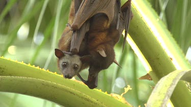 Two flying foxes embracing while hanging upside down