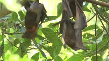 Flying foxes hanging upside down with one stretching out to upright position