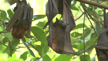 Flying foxes hanging upside down with one stretching out to upright position