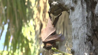 Lone flying fox flapping wings lightly while hanging from side of tree trunk