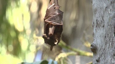 Lone flying fox sleeping while hanging from side of tree trunk