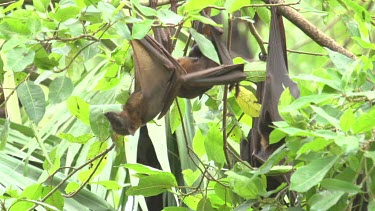 Three flying foxes hanging upside down with two embracing