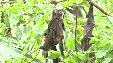 Three flying foxes hanging upside down with two embracing