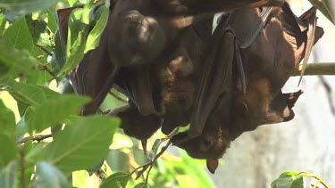 Five flying foxes hanging upside down embracing