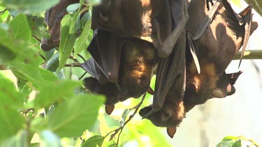 Five flying foxes hanging upside down embracing