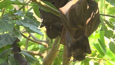 Three flying foxes hanging upside down from branches and lightly flapping wings