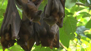 Five flying foxes hanging upside down on branch