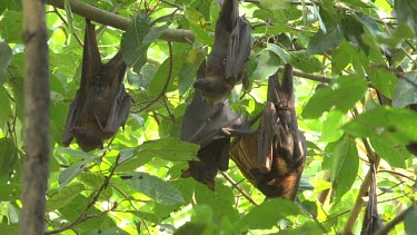 Five flying foxes hanging upside down on branch