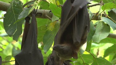 Flying foxes hanging upside down on branch