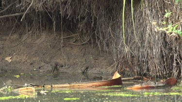 Crocodile (Crocodylus porosus) chewing on flying fox