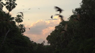 Large flock of flying foxes flying over trees in sunset