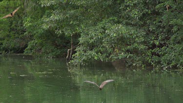 Flying foxes swooping over water with Crocodile (Crocodylus porosus) snapping at one
