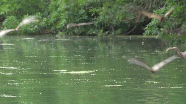 Large flock of flying foxes swooping over water with Crocodile (Crocodylus porosus) beneath surface