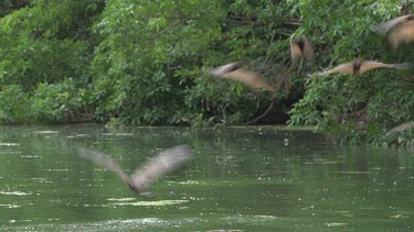 Large flock of flying foxes swooping over water with Crocodile (Crocodylus porosus) beneath surface