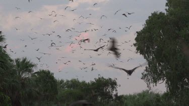 Very large flock of flying foxes flying over trees in sunset