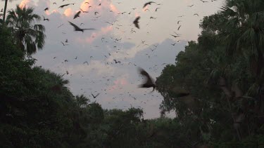 Very large flock of flying foxes flying over trees in sunset