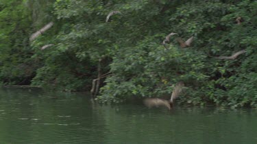 Flying foxes swooping over water and Crocodile (Crocodylus porosus) chewing food in shade