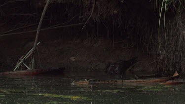 Flying foxes swooping over water and Crocodile (Crocodylus porosus) chewing food in shade