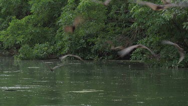 Flying foxes swooping over water with a Crocodile (Crocodylus porosus) snapping at them