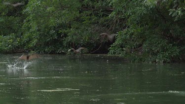 Flying foxes swooping over water with Crocodile (Crocodylus porosus) lying in water