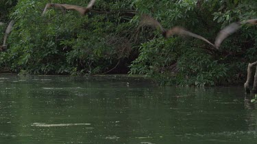 Flying foxes swooping over water with Crocodile (Crocodylus porosus) lying in water