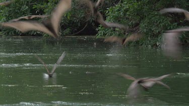 Flying foxes swooping over water with Crocodile (Crocodylus porosus) lying in water