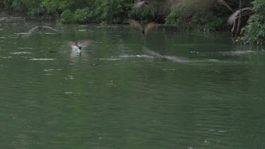 Crocodile (Crocodylus porosus) floating across water and snapping at swooping flying foxes in FG and BG