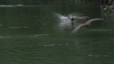 Crocodile (Crocodylus porosus) floating across water and snapping at swooping flying foxes in FG and BG