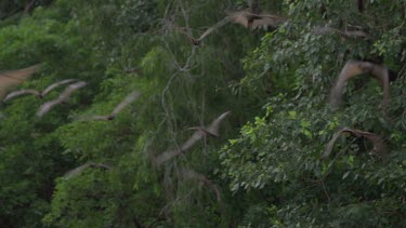 Flying foxes flying with one landing in tree
