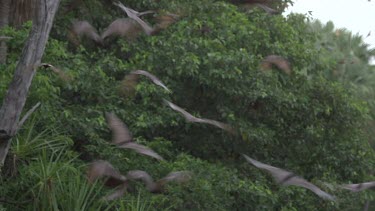 Flock of flying foxes flying over trees