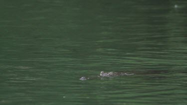 Crocodile (Crocodylus porosus) snapping at and dragging flying fox underwater