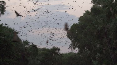 Very large flock of flying foxes flying over trees in sunset