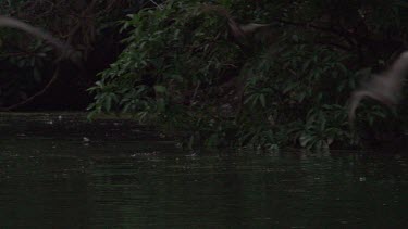 Very large flock of flying foxes flying over trees in sunset