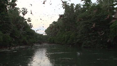 Very large flock of flying foes flying and swooping over water