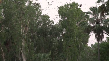 Very large flok of flying foxes flying through sky