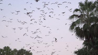 Very large flock of flying foxes flying over trees