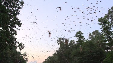 Very large flock of flying foxes flying over trees