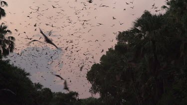 Very large flock of flying foxes flying over trees