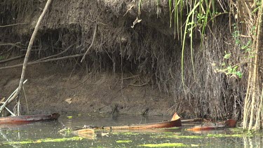 Crocodile (Crocodylus porosus) swimming