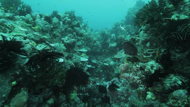 Moorish Idol and Butterflyfish along a coral reef