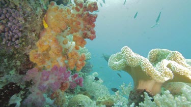 Soft Coral and schools of fish on a coral reef