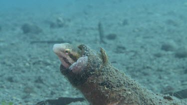 Shorthead Fangblenny peering from a sand-covered bottle