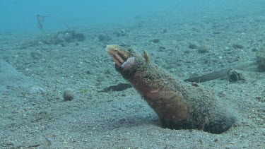 Shorthead Fangblenny peering from a sand-covered bottle