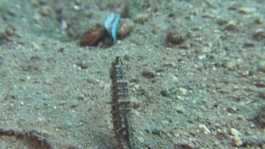 Close up of Common Seahorse swimming along the ocean floor