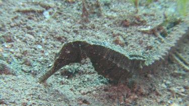 Close up of Common Seahorse swimming along the ocean floor