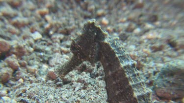 Common Seahorse swimming along the ocean floor