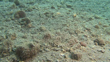 Sea Anemone underwater