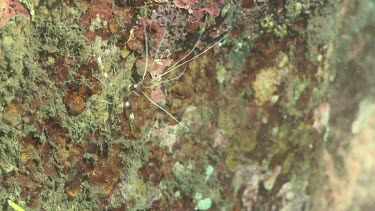 Close up of Banded Coral Shrimp on coral