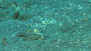 Yellow Barred Jawfish feeding while buried in the ocean floor